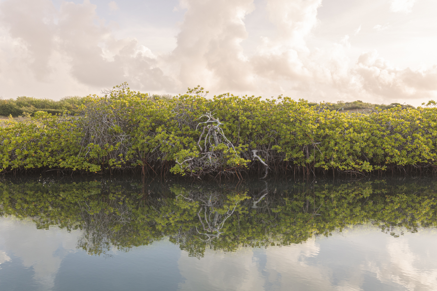 JanSofat2022_WebsiteUseOnlymangroves07